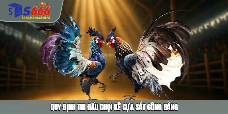 Quy định thi đấu chọi kê cựa sắt công bằng