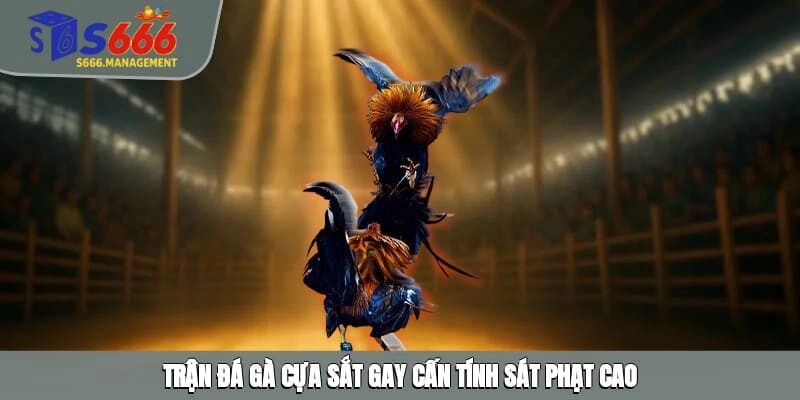 Trận đá gà cựa sắt gay cấn tính sát phạt cao